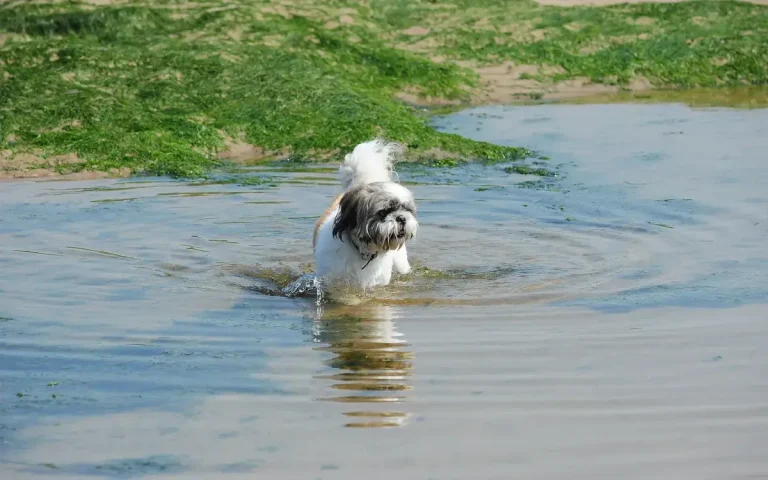 Gut-Friendly Frozen Treats To Keep Your Dog Cool This Bank Holiday Weekend