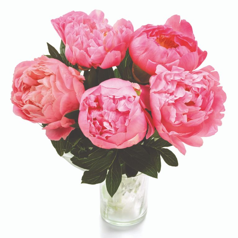 Aldi Celebrates Peony Season With A Bouquet For Under £4.50