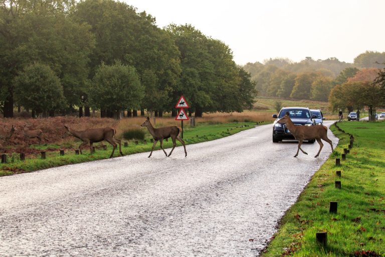 Rut Alert: GEM Warns Drivers Not to Swerve for Deer