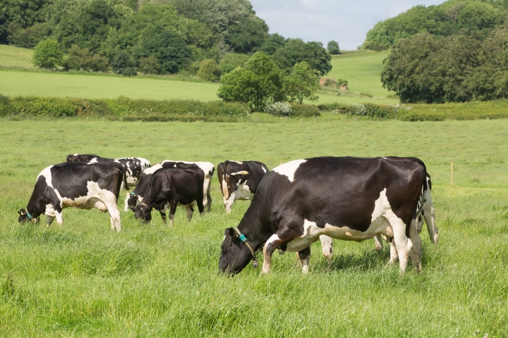 DAIRY-COWS_2062016-41556-dairy-cows-at-grass_79-@300-copyright-Tim-Scrivener-Agriphoto.jpg